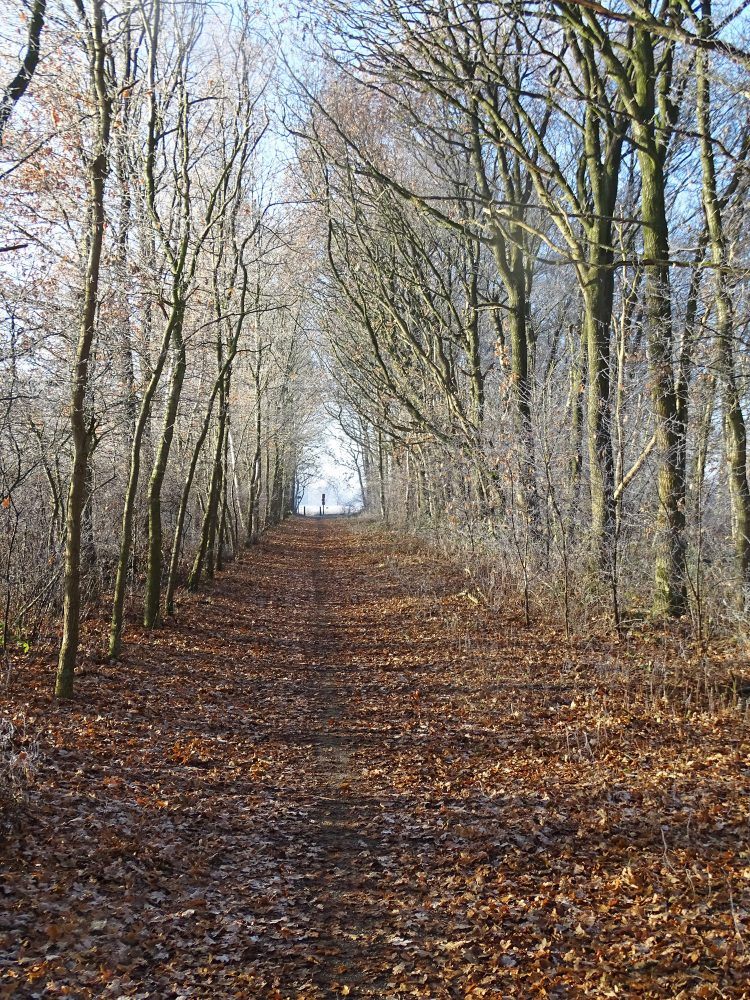 Noordsche veld